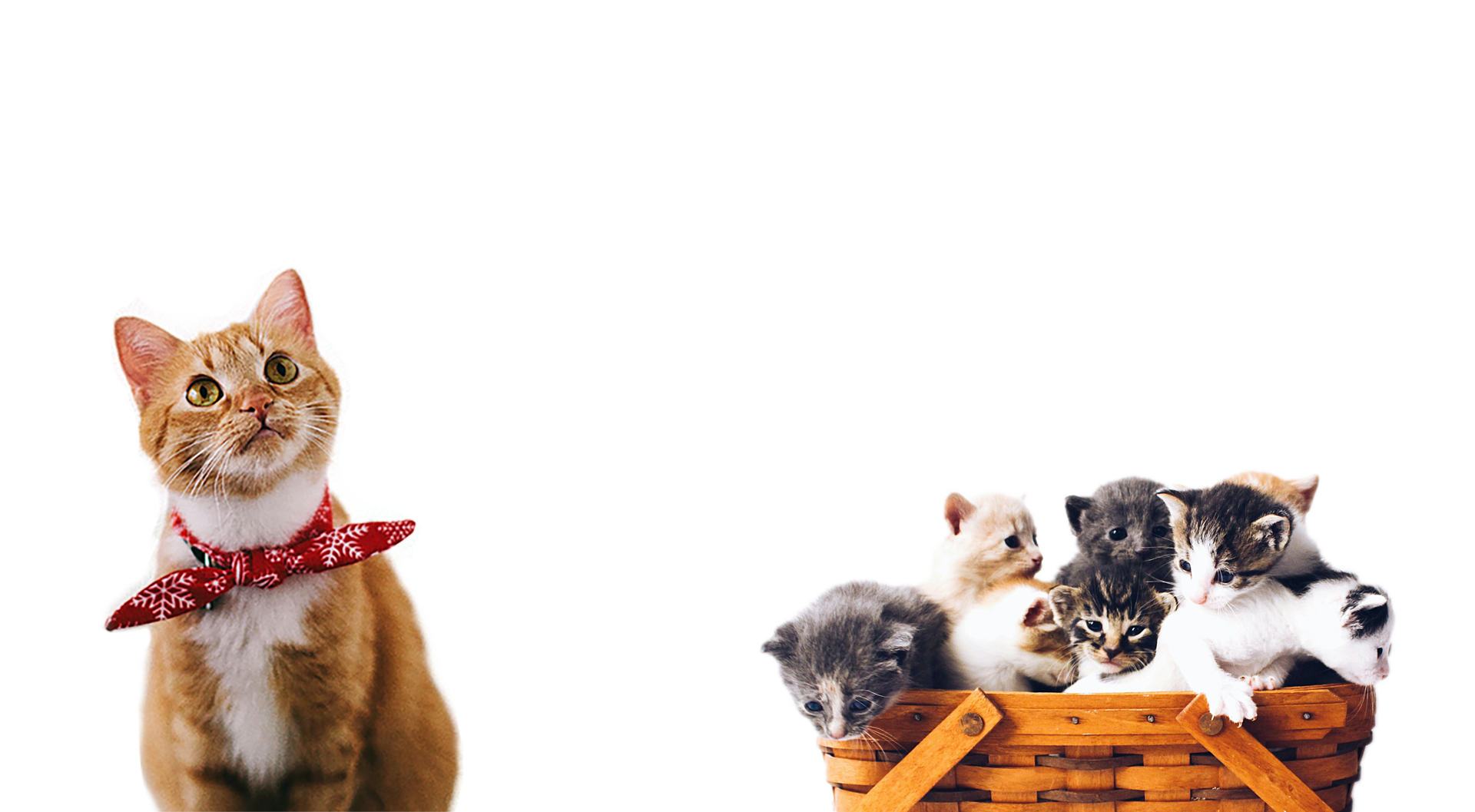 Cat Expo Thailand