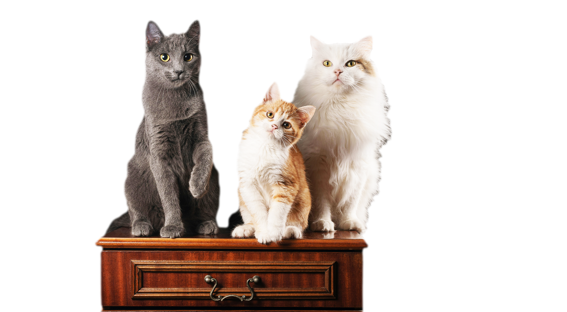 Cat Expo Thailand