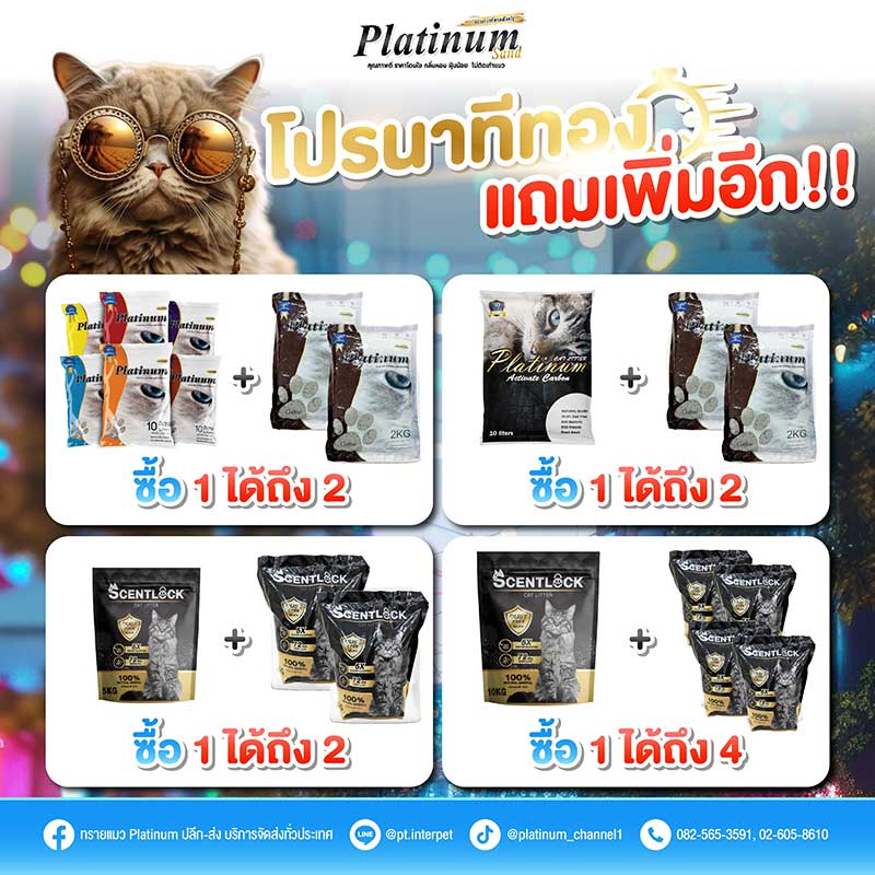 Cat Expo Thailand